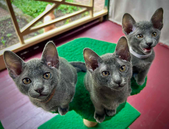 Blossom's kittens at 9 weeks